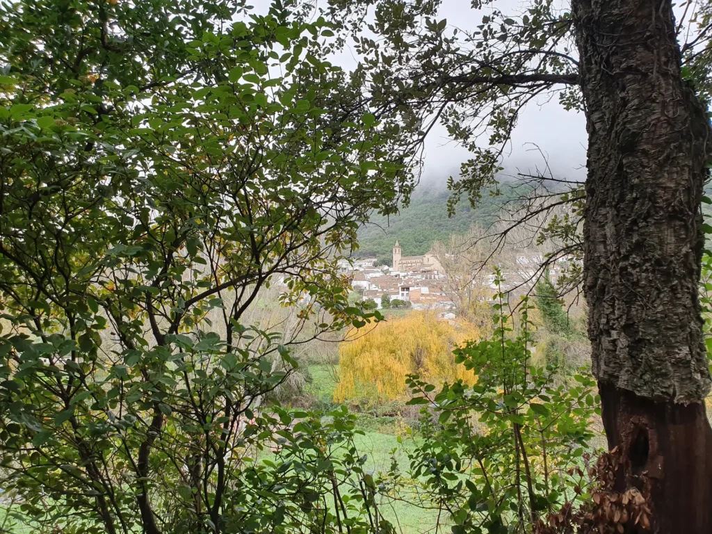 Linares tras las ramas de un alcornoque