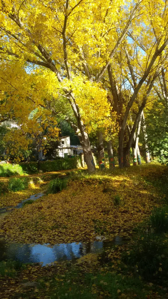Árbol en otoño junto a un riachuelo
