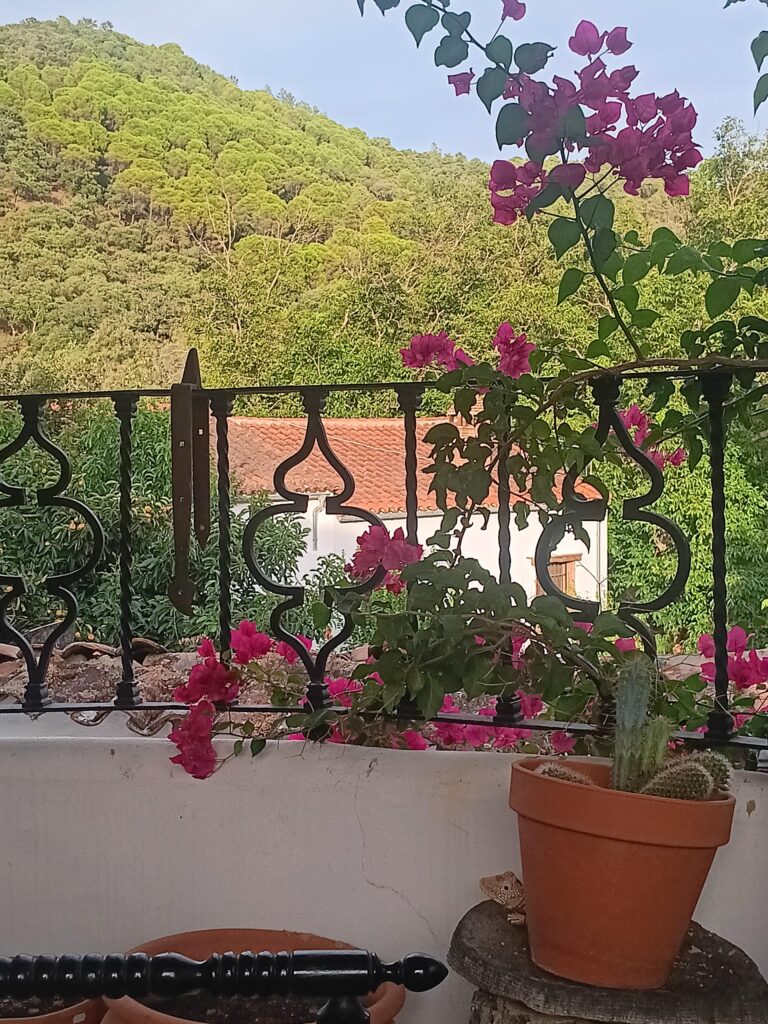 Vistas desde el balcón con una buganvilla