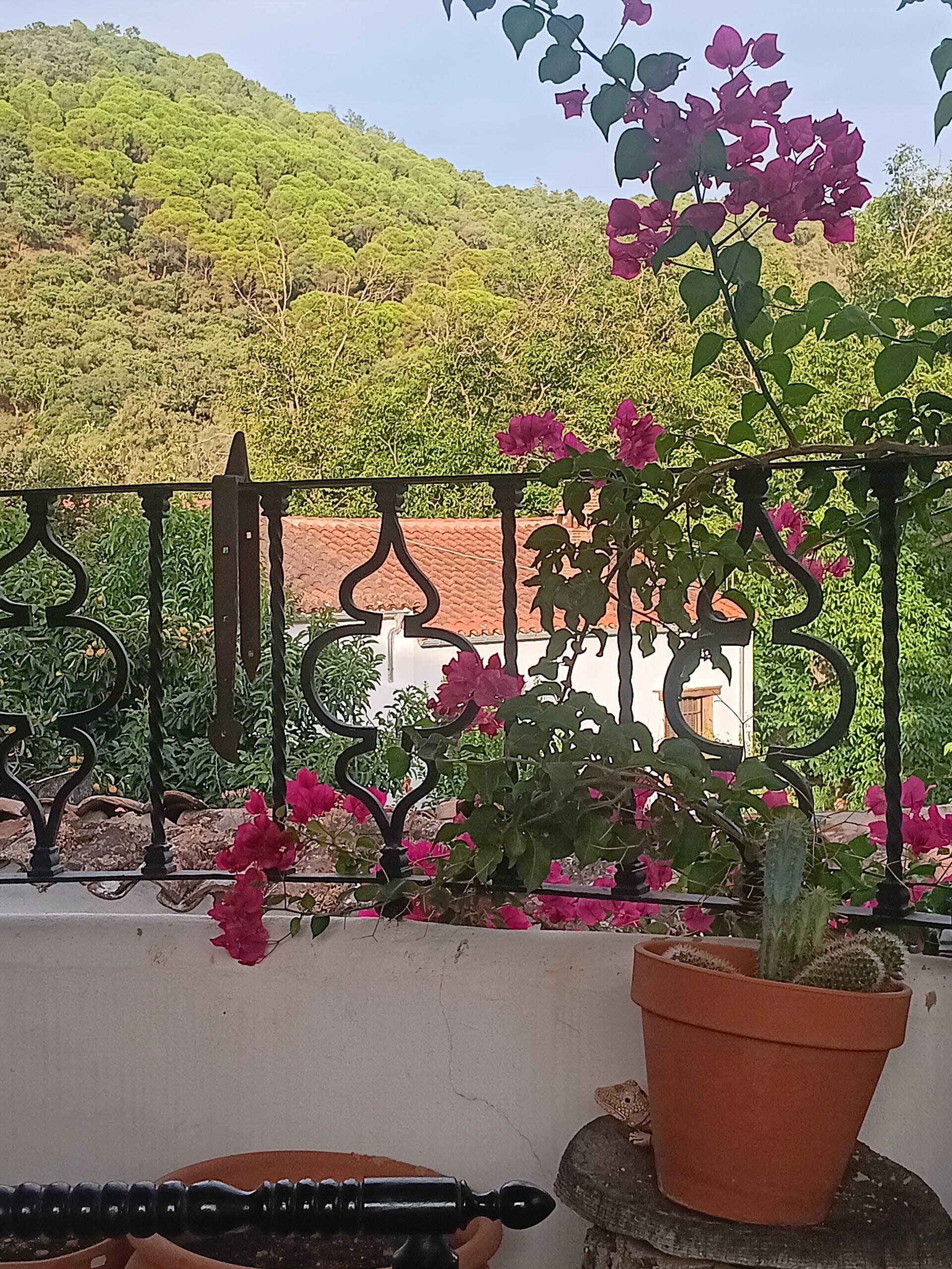 Vistas desde el balcón con una buganvilla