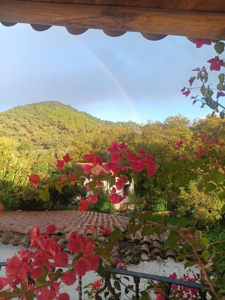 Vistas desde el balcón con una buganvilla